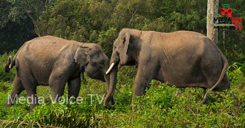 കാട്ടാനകള്‍ വനാതിര്‍ത്തി കടക്കുമ്ബോള്‍ വിവരം മൊബൈ‍ലിലെത്തും